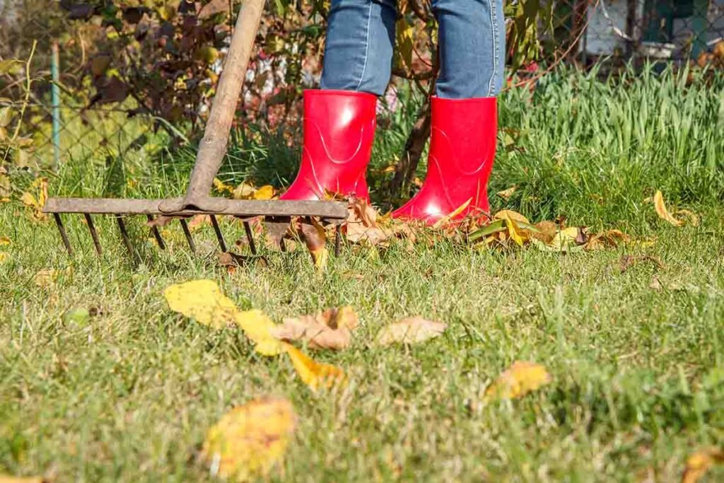 female gardener red rubber boots cleans garden with old rakeautumn