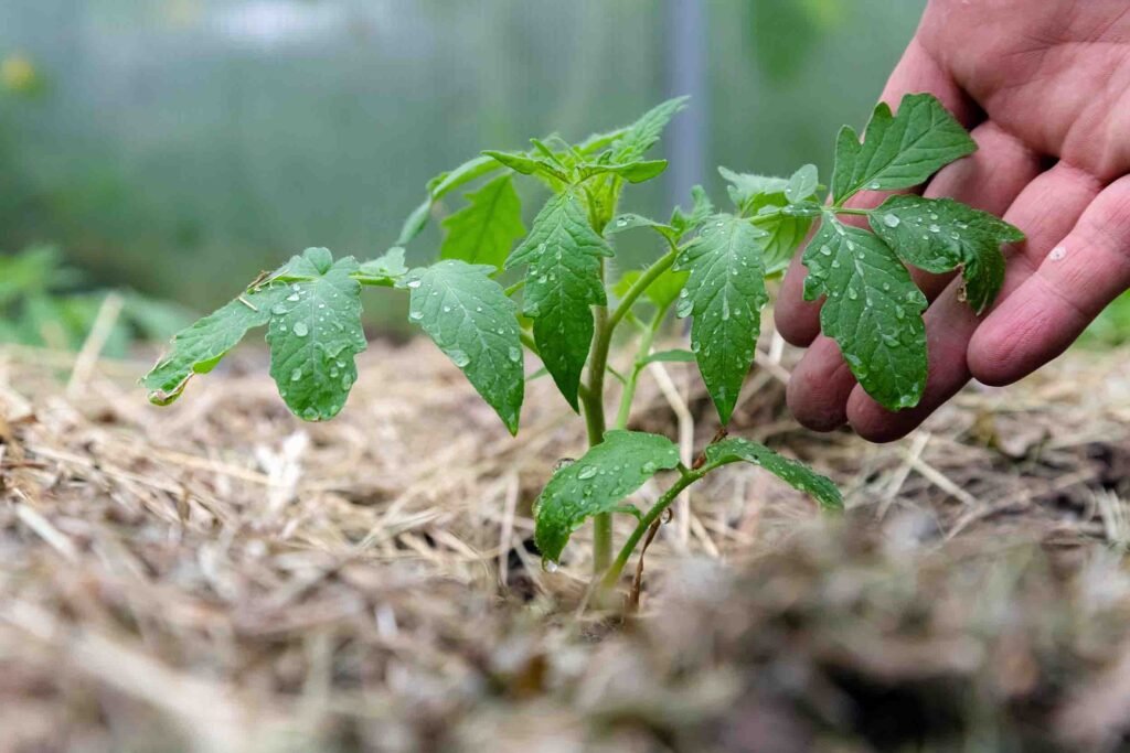 homegrown tomato plant without vegetables early stag growth