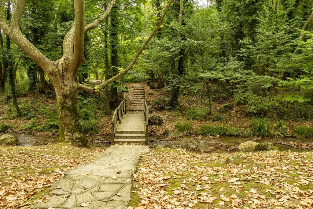 wooden bridge narrow river dense frest