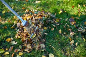 Spring and Fall Cleanup
