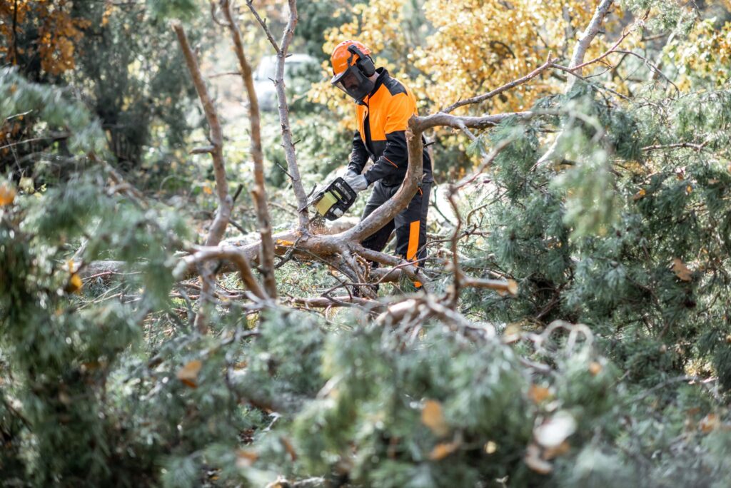 Best tree service in buffalo Ny
