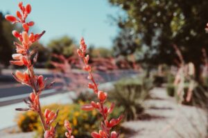 Spring landscaping | spring lawn maintenance