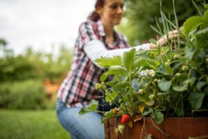 Organic Gardening