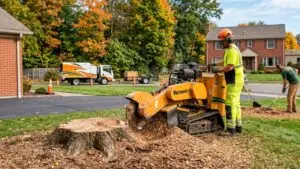 Best Tree Stump Removal Services in Buffalo NY Fast & Affordable