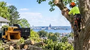 How Much Does Tree Removal Cost in Buffalo, NY